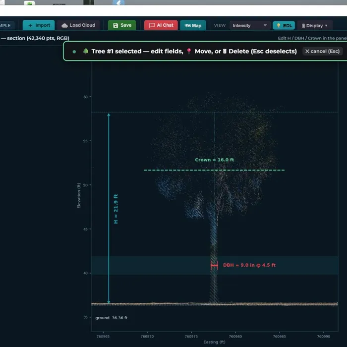 Vertical section of a single tree showing DBH and height measurements